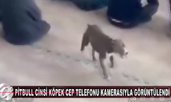 Camiye Giren Pitbull Korkuya Neden Oldu ( Video )