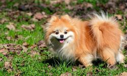 Pomeranian Boo İçin 5 Önemli Bakım Tüyosu