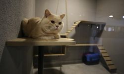 Samsun’da Kedi Oteli Ve Kedi Pansiyonu Hizmeti Nereden Alınır?