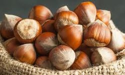 Fındık Fiyatlarında Yüzler Gülüyor: Karadeniz’de Yeni Haftaya Yükselişle Başlandı