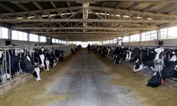 Samsun’da Hibe Destekli Hayvancılık Başvurusu Nasıl Yapılır?