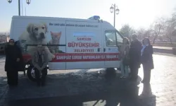 Samsun’da Sokak Hayvanları Ambulansı İçin Kiminle Görüşülür?