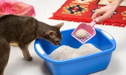 Samsun’da En Ucuz Kedi Kumu ve Maması Nereden Alınır?