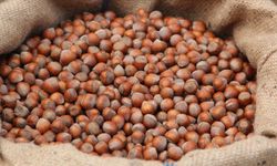 Samsun Salıpazarı Fındık Fiyatları 2026