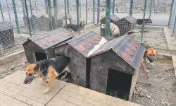 Samsun’da Hayvan Barınaklarından Sahiplenme İşlemleri İçin Kiminle Görüşülür?