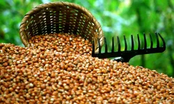 Güncel Fındık Fiyatları: 10 Ocak 2026 Cumartesi İl Ve İlçe Bazlı Tam Liste