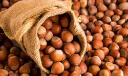 27 Ocak 2026 Fındık Fiyatları: Serbest Piyasada Şehir Şehir Güncel Rakamlar