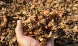 28 Ocak 2026 Güncel Fındık Fiyatları (Tüm İl ve Bölgeler)