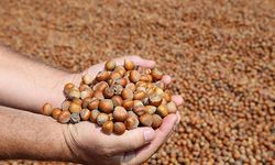 Güncel Fındık Fiyatları: 16 Ocak 2026 Cuma İl ve İlçe Bazlı Tam Liste