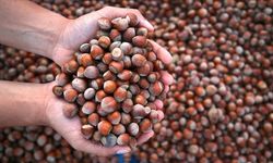 19 Ocak 2026 Pazartesi Güncel Fındık Fiyatları Listesi: İl ve İlçe Bazlı