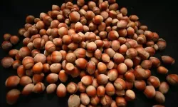 20 Ocak 2026 Salı Güncel Fındık Fiyatları Listesi: İl Ve İlçe Bazlı