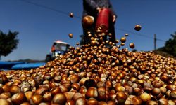 Fındık Fiyatları Bugün Ne Kadar? 7 Ocak 2026 Çarşamba Güncel Serbest Piyasa Rakamları