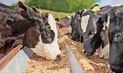 Yemde Yeni Vergi - Çiftçi Kara Kara Düşünüyor: “Bu Zamların Sonu Var mı?”