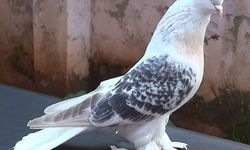 Güvercin Nasıl Evcilleştirilir? Güvercini Evcilleştirme Yöntemleri