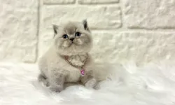 British Shorthair ile Mutlu Bir Ev