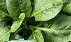 Ispanağın Faydaları Nelerdir? İşte Ispanağın O 3 Önemli Faydası