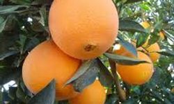 İşte Kışın Portakal Yemenin 3 Faydası