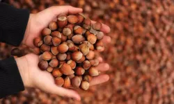 2026 Fındık Fiyatlarında Şehir Şehir Son Durum: Serbest Piyasada Rakamlar Ne Söylüyor?
