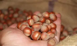 Fındık Fiyatları 6 Şubat 2026: İl İl Güncel Liste! Fiyatlarda Son Durum Nedir?