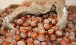 11 Şubat Çarşamba Güncel Fındık Fiyatları Açıklandı: Piyasalarda Son Durum Ne?