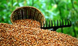 14 Şubat 2026 Güncel Fındık Fiyatları: Serbest Piyasada Rekor Seviyeler!