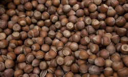 25 Şubat Çarşamba Güncel Fındık Fiyatları Listesi: İl ve İlçe Bazlı Tam Liste