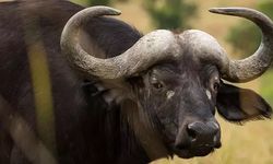 Samsun’da Duyulmadık Rekor - Köylerde Konuşulan Rakamlar Herkesi Şaşırttı