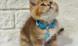 Evcil Hayvan Dünyasında Kedilerin Yeri