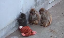 Dünyayı Ağlatan Yavru Maymun Punch’ta Mutlu Son: Peluş Oyuncağı Bıraktı, Gerçek Bir Aile Buldu!