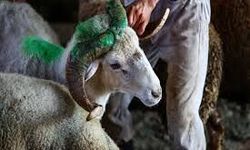 Yurt Dışı Kurban Bağışı Bağışçılarına Videolu Rapor Sunuluyor