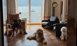 Taburcu Olan Aslı Bekiroğlu Evinde Hayvanlarıyla Çok Mutlu!