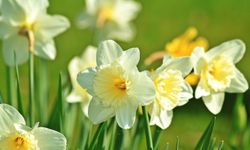 Bahar Alerjileri Çocukları Tehdit Ediyor: Uzmanından Kritik Uyarılar