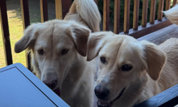 Danla Bilic’ten Köpeklerimle Mutluyum Mesajı!