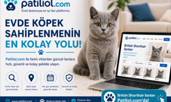 Evcil Hayvan Sahiplenmek İsteyenler Online İlan Platformlarına Yöneliyor