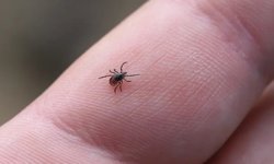 Kene Vakasında Sessiz Tehlike: KKKA Ölümü Sonrası Uzmandan Kritik Uyarı “Yanlış Müdahale Hayatı Daha da Zorlaştırıyor”