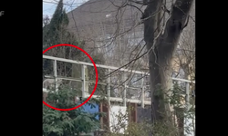 Almanya'da Süpermarket’te Kurt Kadına Saldırdı! Kadın Yaralandı