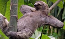 Tembel Misiniz Yoksa Üşengeç Mi? İşte Belirtiler