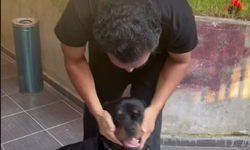 Bayhan Köpeği Django ile 6 Ay Sonra Buluştu! Ortaya Sevimli Görüntüler Çıktı