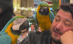 Papağanlara Şarkı Söyledi, Onlarda Dinledi! Viral Oldu!