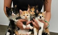 Kedi Sahiplenmeden Önce Bilinmesi Gerekenler
