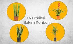 Evde Bitki Yetiştirme İpuçları