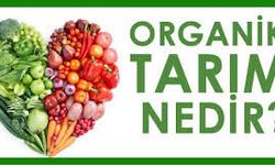 Organik Tarım Nedir? Küçük Ölçekli Başlangıç İpuçları