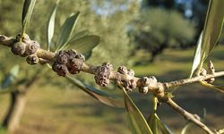 Zeytin Zararlıları Nedir, Nasıl Mücadele Edilir?