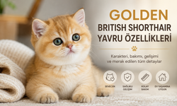 Golden British Shorthair Yavru Özellikleri: Bakımı ve Karakteri