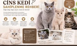 Cins Kediler Bakım Rehberi ve Cins Kedi Fiyatları 2026
