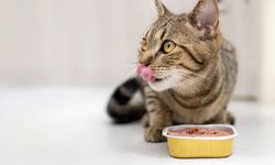 Kedi Beslenmesinde Yaş Mama Kullanımı