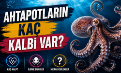 Ahtapotların Kaç Kalbi Var? Ahtapotların Kalbi Nasıl Çalışıyor?