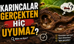 Karıncalar Gerçekten Hiç Uyumaz Mı?