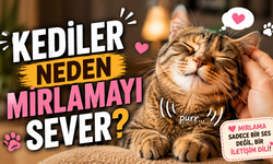 Kediler Neden Mırlamayı Sever?