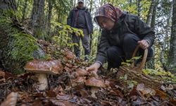 Kastamonu Valiliğinden Mantar Toplayanlara Uyarılar